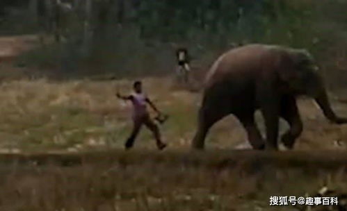 印度男子用棍子猛打大象臀部拔腿就跑,结果被大象追得钻进涵洞