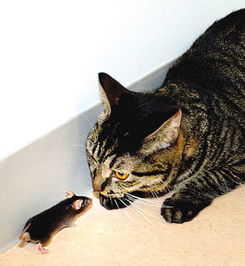 日本专家让老鼠爱上猫 只因其 大脑短路 