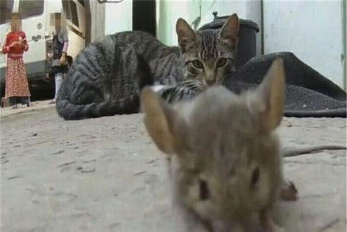 猫咪抓了一只老鼠当玩具老鼠别玩了请给个痛快
