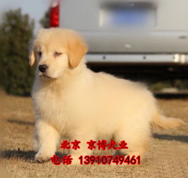 北京金毛犬价格 北京金毛多少钱一只 纯种金毛犬舍 