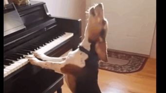 狗 弹琴唱歌