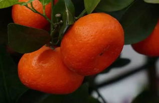为什么橘子吃多了会变 小黄人 本文为你解疑释惑