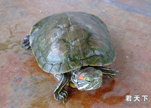 巴西红耳龟食量惊人 外来入侵物种巴西红耳龟引发