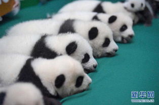 大熊猫国家公园正式获批 总面积近3万平方公里