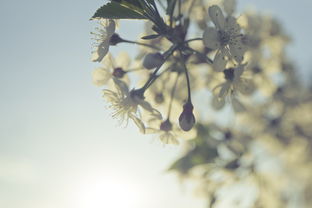 节日古诗中的诗意生活，节日还有什么古诗词