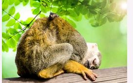 十二生肖里爱爬树上睡大觉的动物是什么