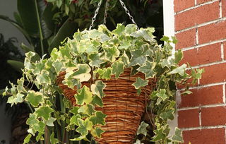 门口外面放什么植物好风水,风水大门口可以种葱吗？