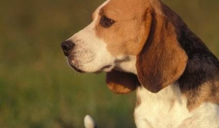 猎犬中最小的犬种,素有 森林之铃 的称号,但却是因为叫声太大