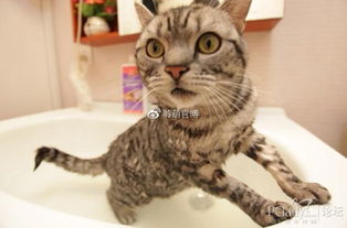 华懋宠物医院 猫咪洗澡攻略,让你收获爱洗澡的喵