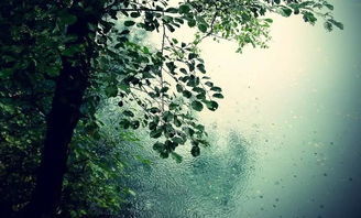 关于乡愁和雨的诗句