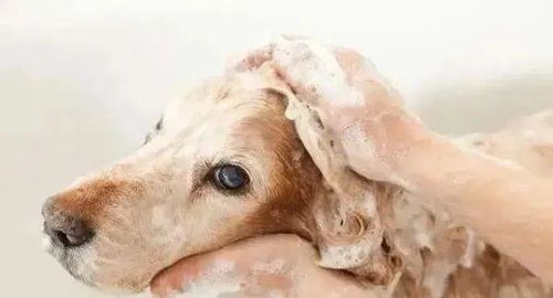 养狗须知 打算在夏天给狗狗洗澡降温 这些事情真的要注意