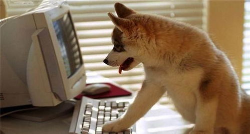 狗狗看着主人玩电脑,它就会上去抢着玩,赶都赶不走