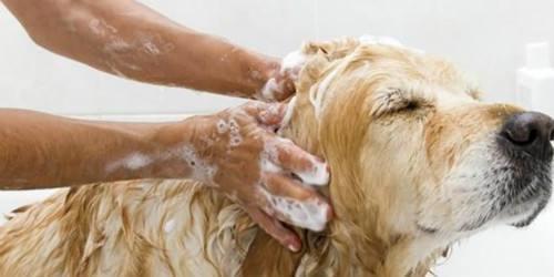 宠物狗狗的沐浴用品怎么选择呢 能用人的吗