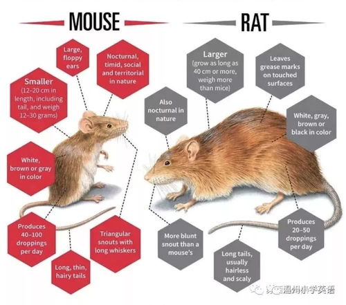 鼠年的英语是mouse还是rat