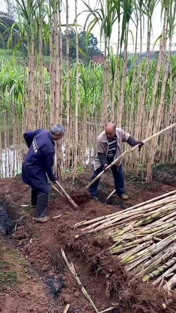 甘蔗都是用砍的,师傅为啥要挖啊,没看懂 