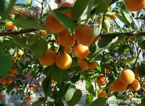 杏树怎么施肥又大又甜 杏树什么时候打叶面肥 杏树果实膨大需要什么肥料