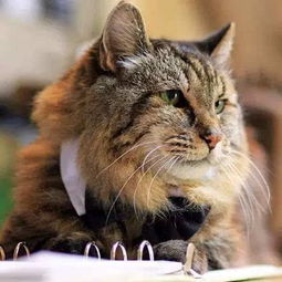 现吉尼斯纪录上最长寿猫咪,它的长寿秘诀竟是