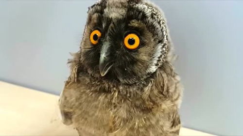 猫头鹰眼睛非常有特点,这是带了美瞳吧 