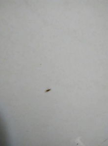 为什么家里有这么多小苍蝇 这个是什么