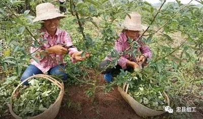 区县解读 拔山镇午阴村越来越殷实