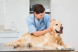 宠物DR应该如何选择才更适合宠物医院 