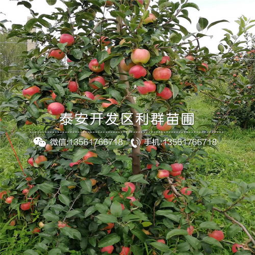 矮化苹果树栽种的要点及常见问题,神富6号矮化苹果苗在西北西区可以栽植吗