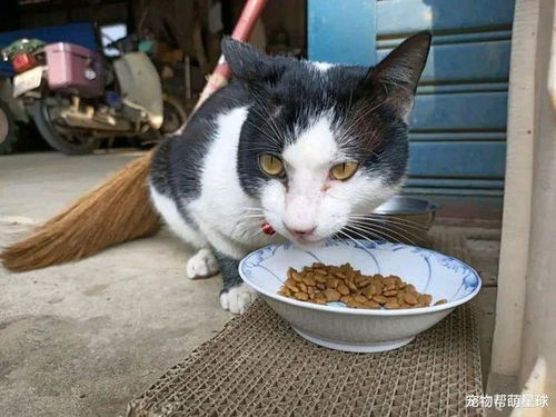 流浪猫麻缠老人,不喂饭就不走 老人说不养猫,却督促儿子买猫粮
