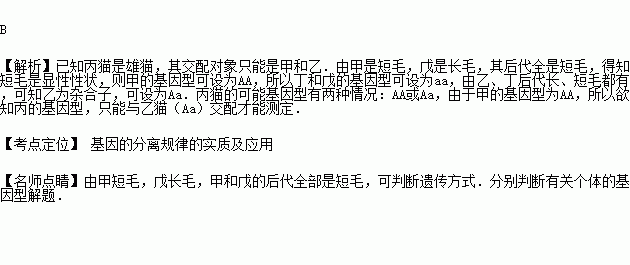 有甲.乙.丙.丁.戊五只猫.其中甲.乙.丙都是短毛.丁和戊是长毛.甲和乙是雌性.其余都是雄性.甲和戊的后代全部是短毛.乙和丁的后代长.短毛都有.欲测定丙猫的基因型 