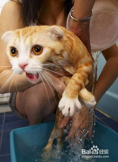 怎样给猫咪洗澡 