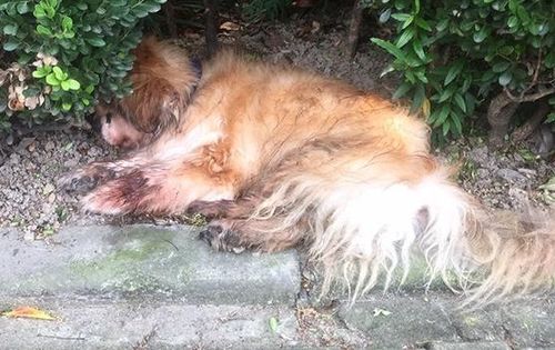 上海首例养犬人遗弃犬只案,被罚款500元,并吊销养犬登记证