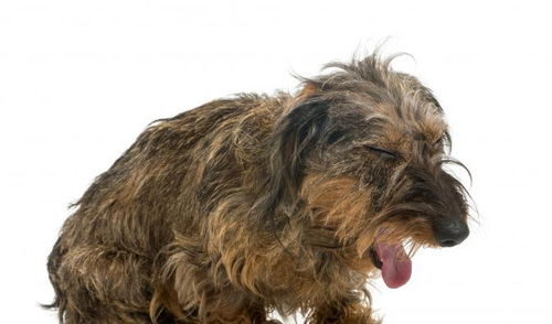 狗狗呼吸异常或咳嗽,有可能是犬瘟 流感 外伤甚至癌症