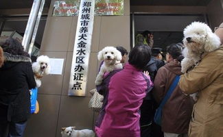 在郑州,宠物也能共享 10元租个狗狗回家 你会试试吗 