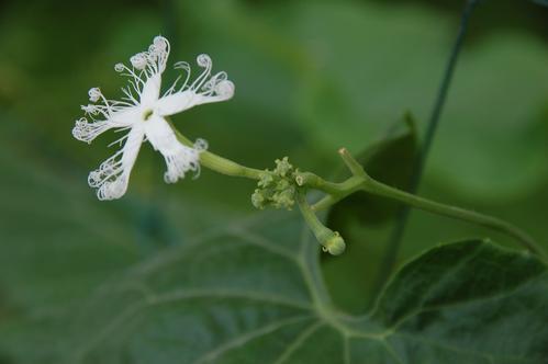 腊梅不是梅花 无花果会开花 你不知道的 植物冷知识 都在这儿