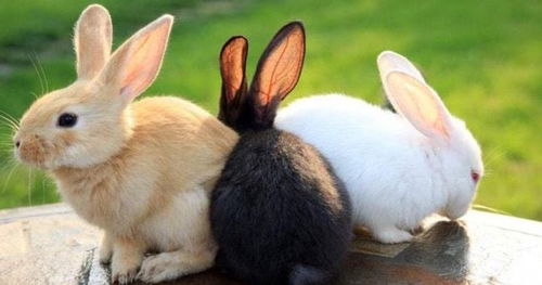 兔子喜欢阳光还是阴凉的地方 饲养兔子还需要注意这几点
