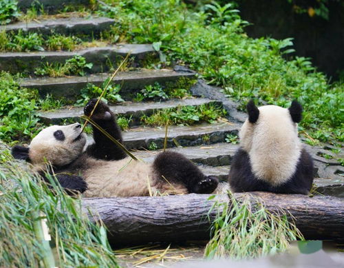 探访碧峰峡的大熊猫