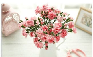 送康乃馨代表什么,情人节送玫瑰，母亲节送康乃馨，父亲节我们该送什么花？