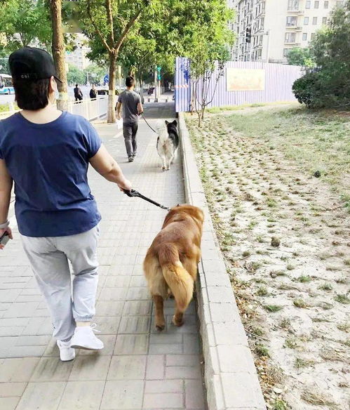 新修订 中华人民共和国动物防疫法 已施行,文明养犬离我们还有多远