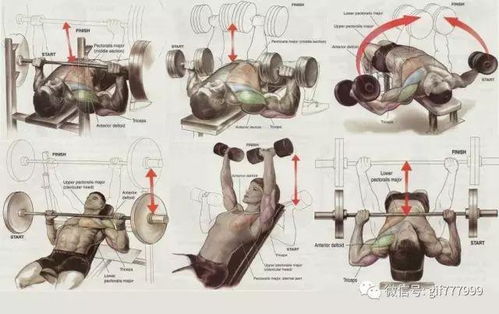 健身房最常用的各个部位训练动作,赶紧收藏吧