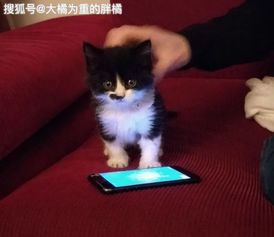 天花板上掉下2只流浪猫,女孩收养了1只小猫,小猫还在家中捉老鼠