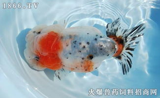 兰寿金鱼价格 兰寿金鱼图片 兰寿金鱼怎么养 兰寿金鱼品种 