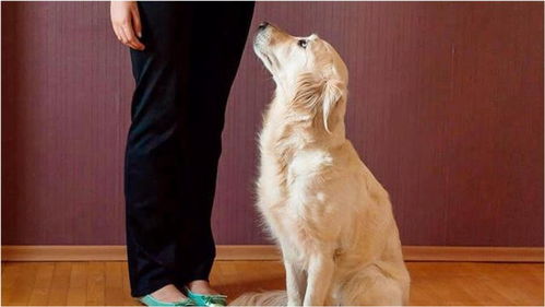 宠物训练 美国专业训犬师教你如何让狗狗乖乖坐下 