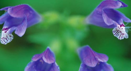 4月桃花飞,迎来恋爱的旺季,这四大星座将遇真爱到老