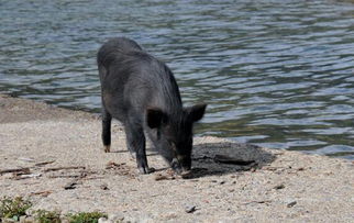黑猪养殖方法介绍,常见的黑猪品种有哪些,想散养黑猪，养殖国内什么品种好