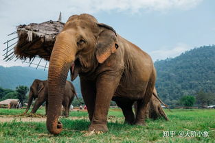 为什么说大象是泰国的国家象征,它有着怎样的存在意义 