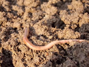蚯蚓对土壤的作用,蚯蚓对土壤的作用和意义