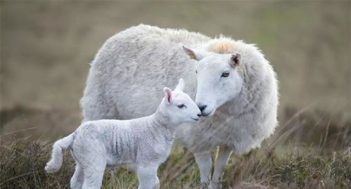 贷款买母羊繁殖挣钱吗(买怀孕母羊划算吗)