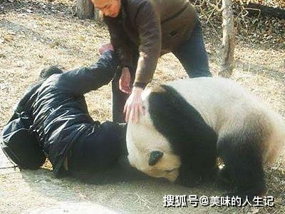事实证明,大熊猫的咬合力,可以一口咬掉人的半边屁股