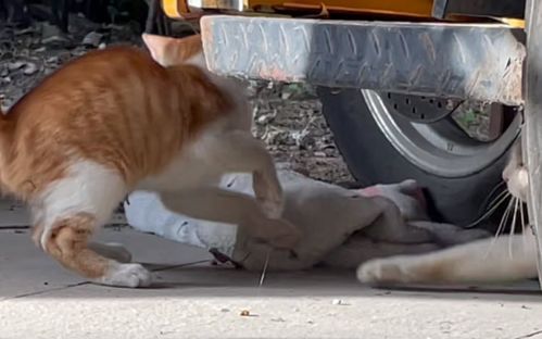 浙江 流浪猫妈妈阻止饥饿小猫进食,背后满是无奈,遇上小姐姐,小猫不再流浪