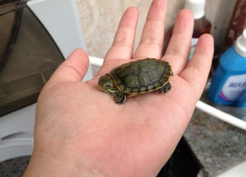 全世界最小的乌龟 