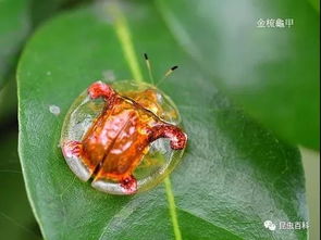 这只会飞的 乌龟 ,竟是许多罗定人童年时的宝贝